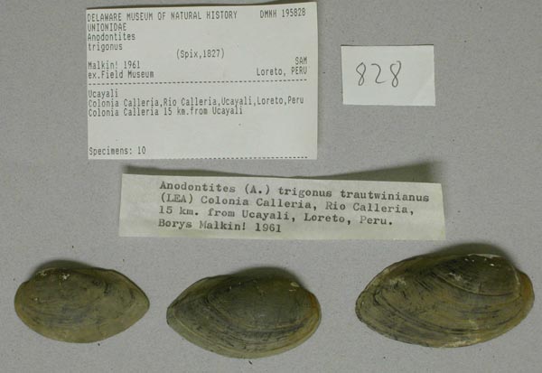 specimen