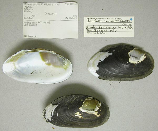 specimen