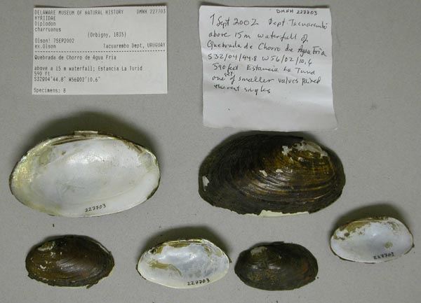 specimen
