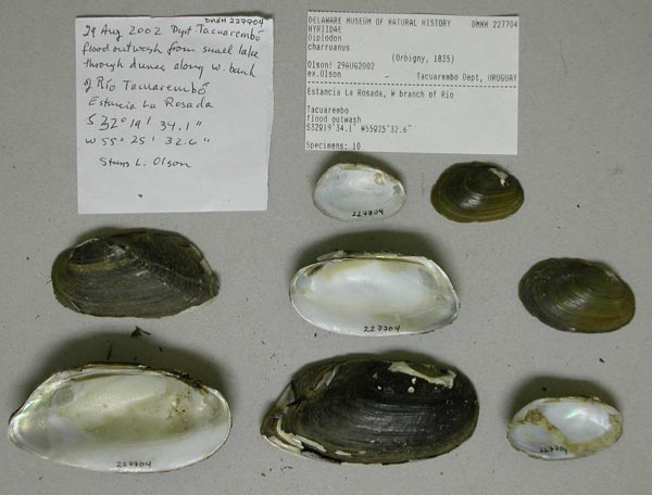 specimen