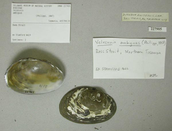specimen