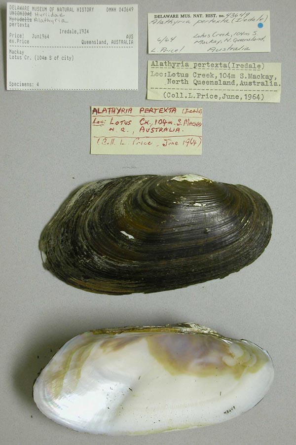 specimen