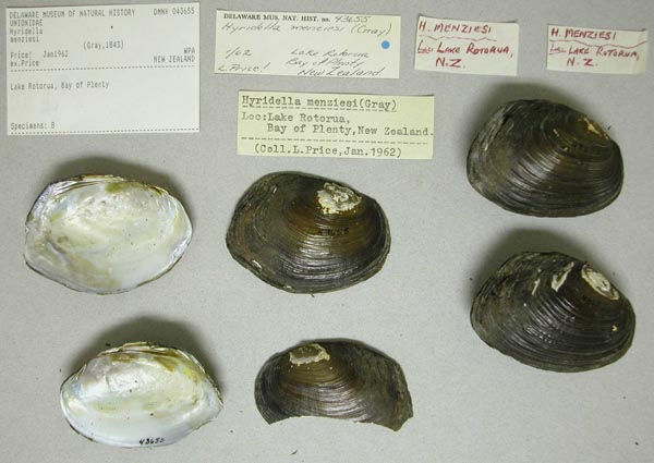 specimen