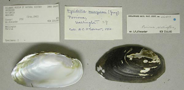 specimen