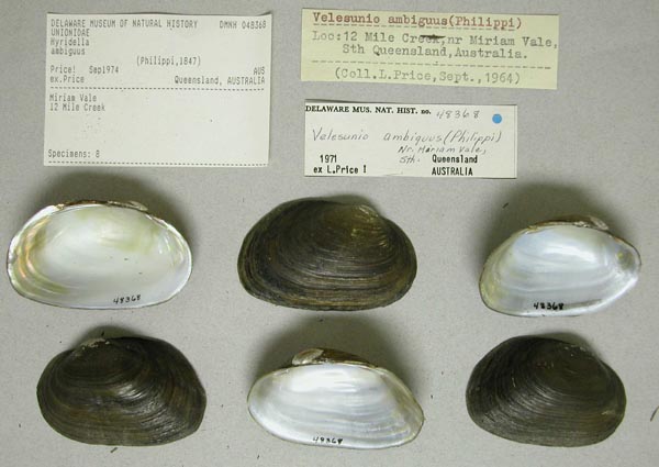 specimen