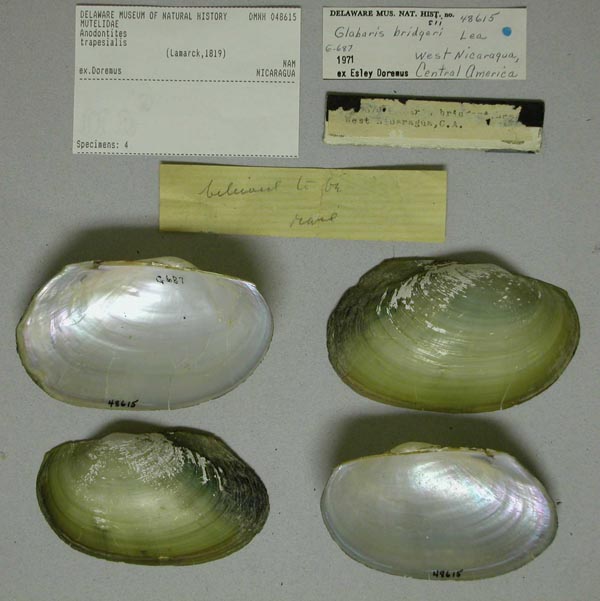 specimen