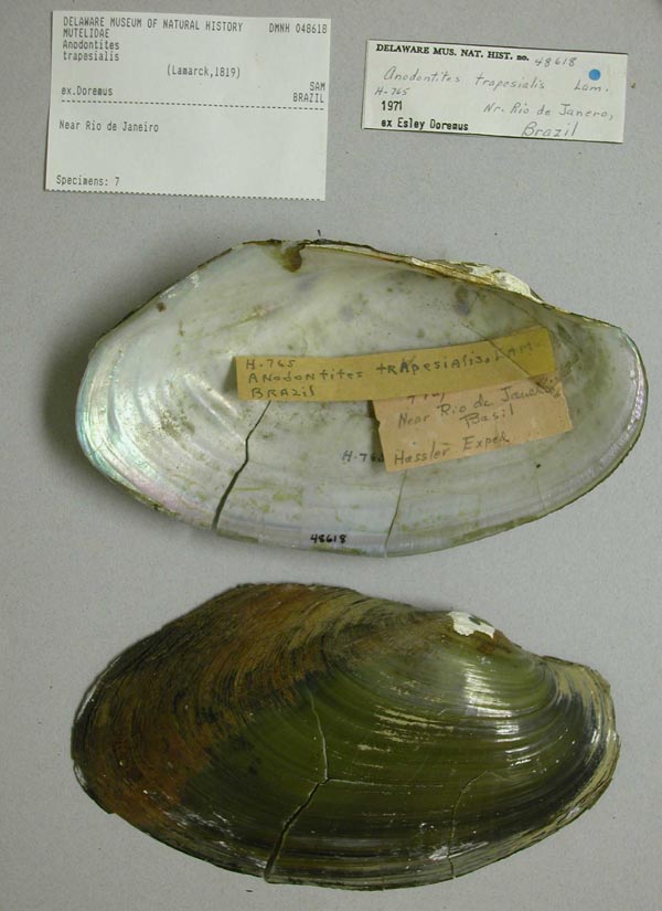 specimen