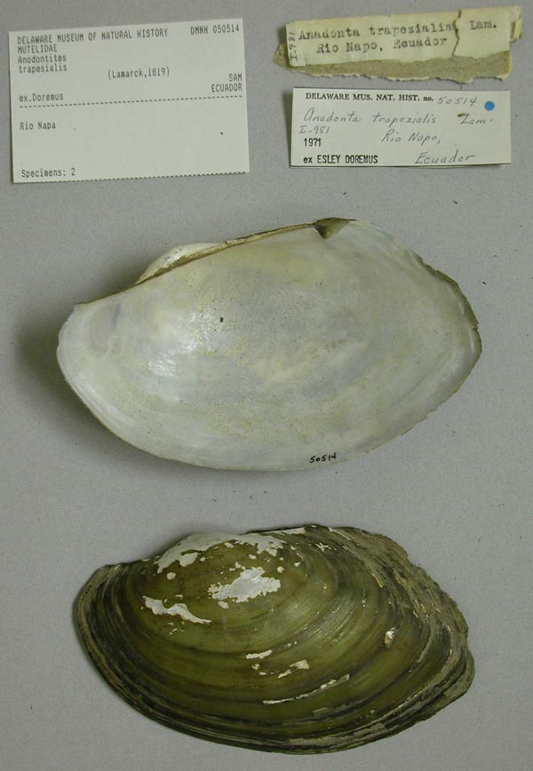 specimen
