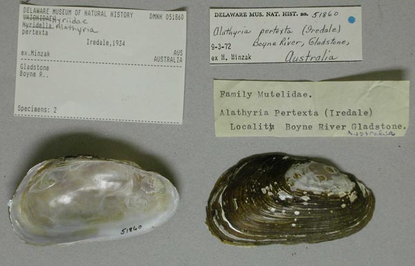 specimen