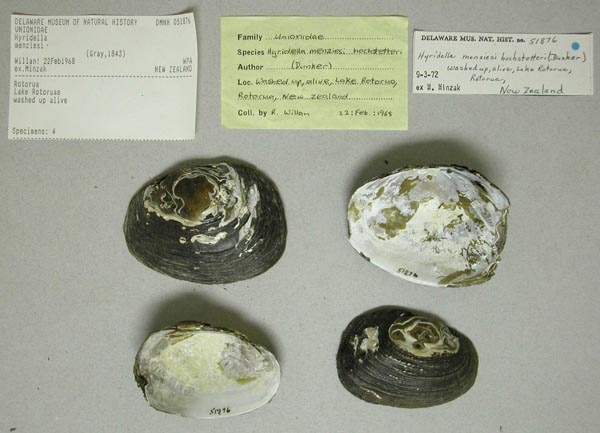 specimen