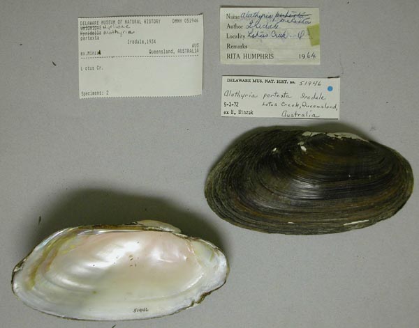 specimen