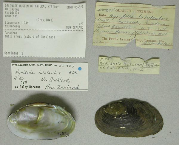 specimen