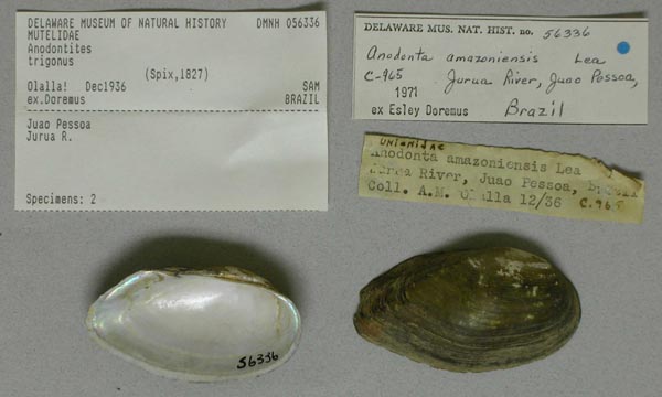 specimen