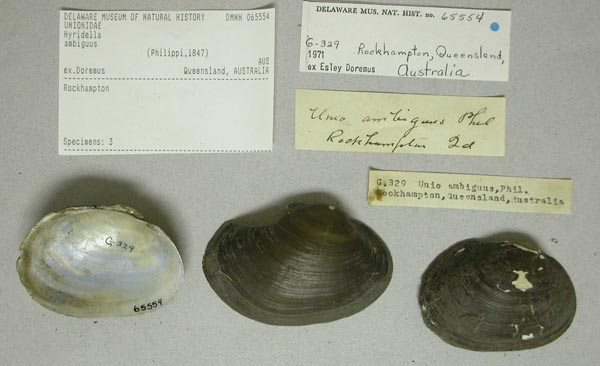 specimen