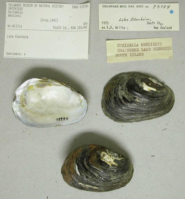specimen