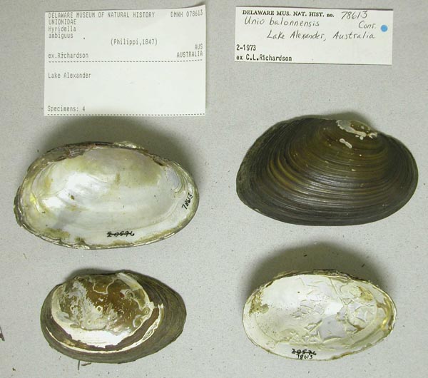 specimen