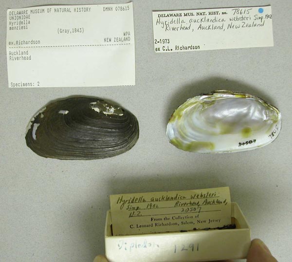 specimen