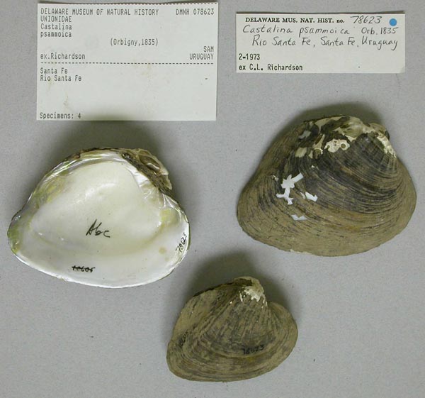 specimen