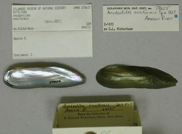 specimen