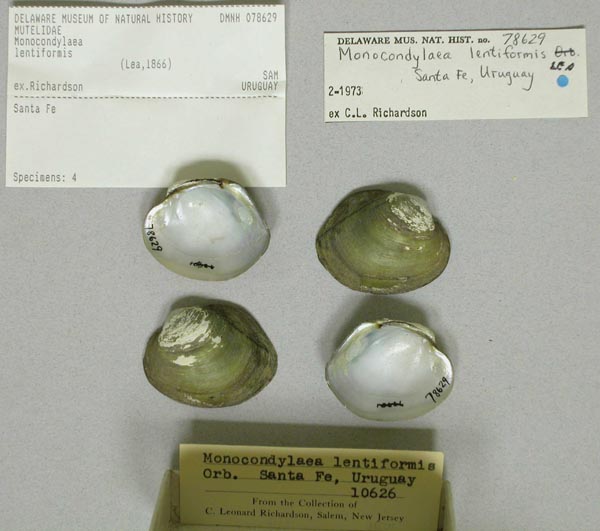specimen