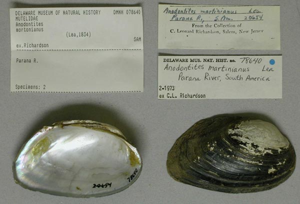 specimen