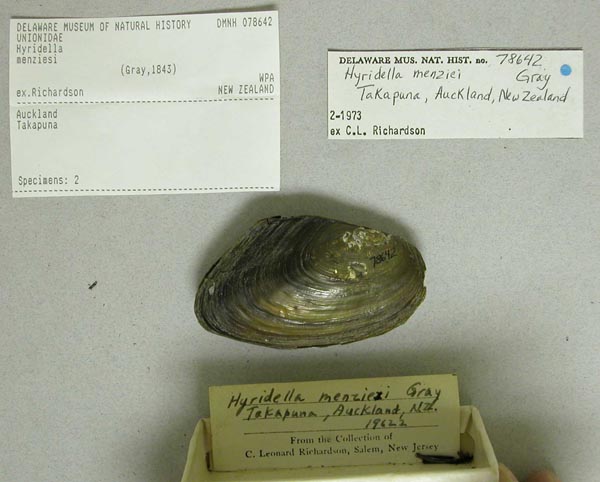 specimen