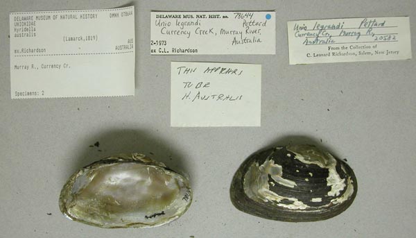 specimen