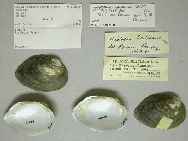 specimen
