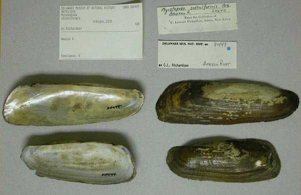 specimen