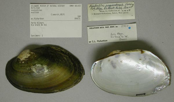 specimen