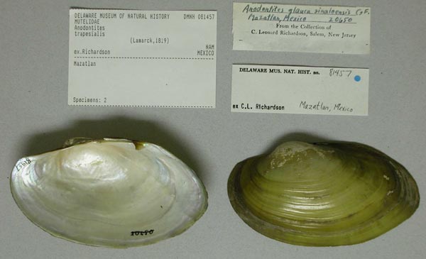 specimen