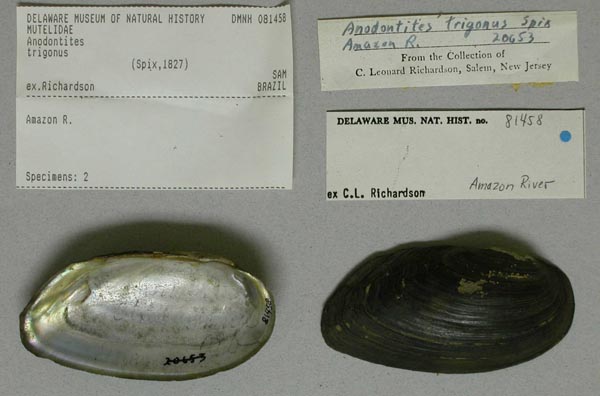 specimen