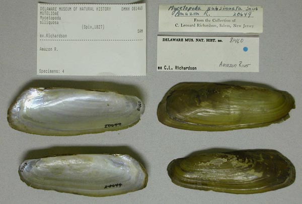 specimen