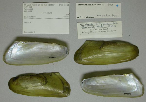 specimen