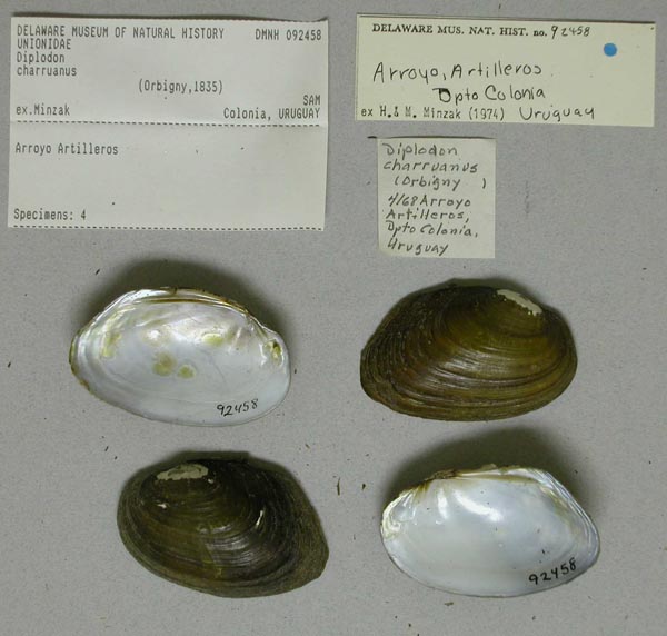 specimen