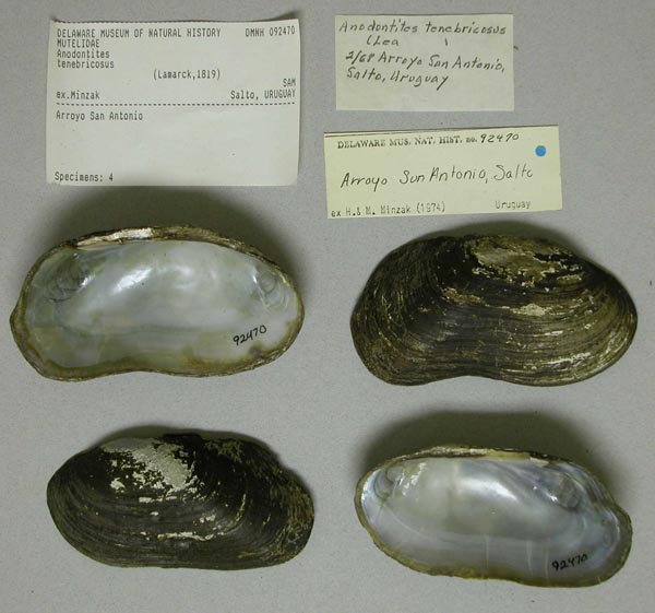 specimen