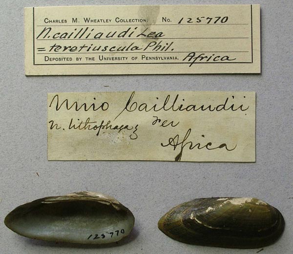 specimen