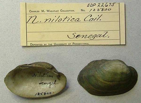 specimen