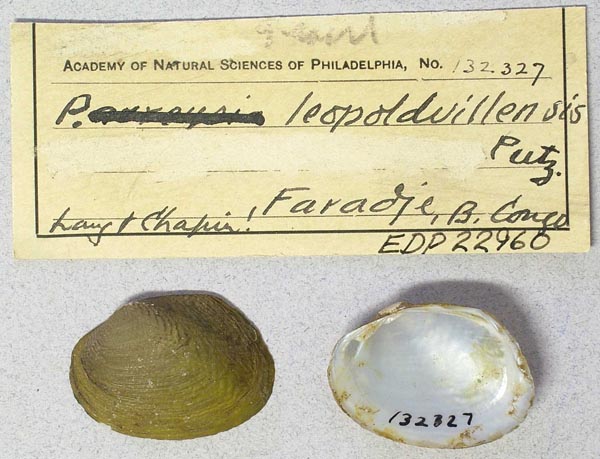 specimen