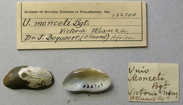 specimen