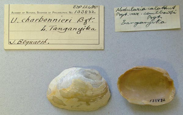 specimen