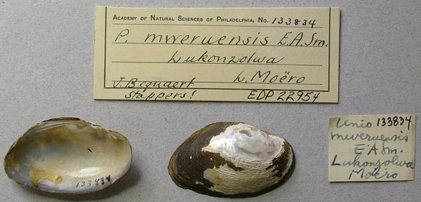 specimen