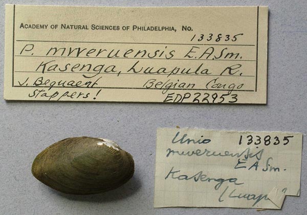 specimen