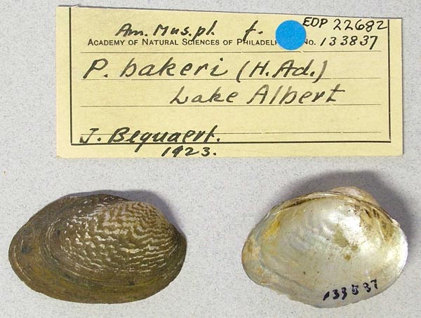 specimen