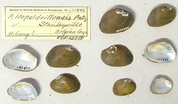specimen
