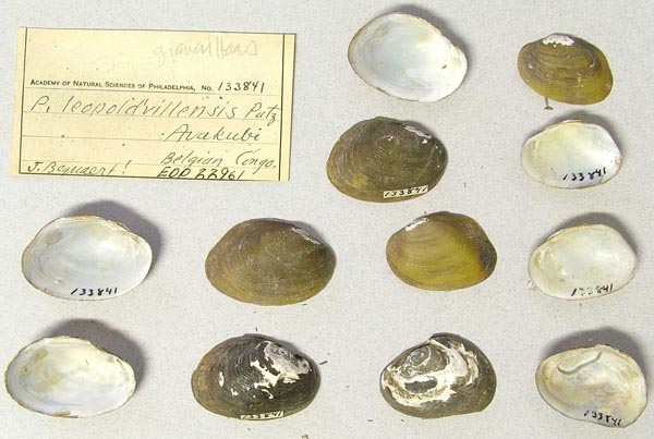 specimen