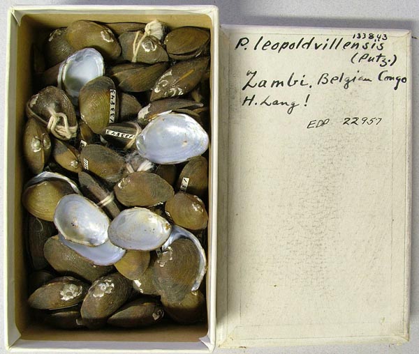 specimen