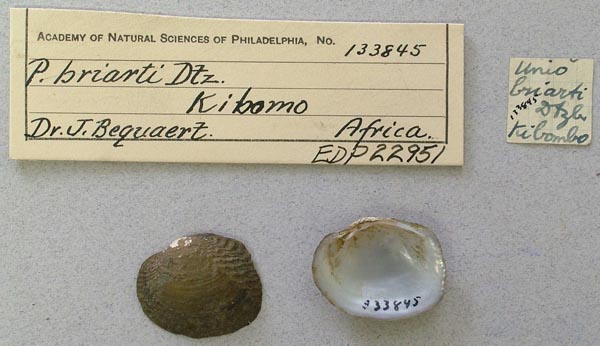 specimen
