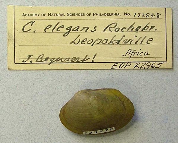 image of lot ANSP_133848 image of lot ANSP_133848