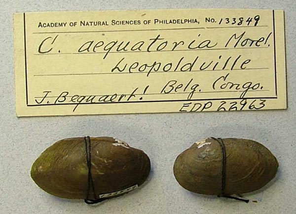 image of lot ANSP_133849 image of lot ANSP_133849